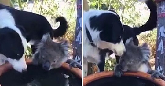 Una mujer australiana graba unas imágenes de un koala compartiendo un traguito con el perro de la familia