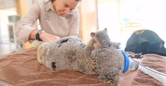 Koala bebé no se aleja de su madre durante la cirugía después de ser golpeados por un vehículo