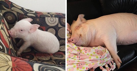 Esta pareja pensaba que había adoptado un mini cerdo, pero se convirtió en 295 kilos de ternura 