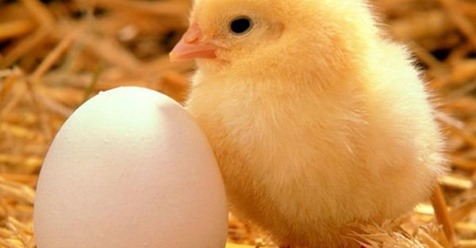 Francia prohibirá triturar pollitos vivos, una práctica muy extendida en la UE