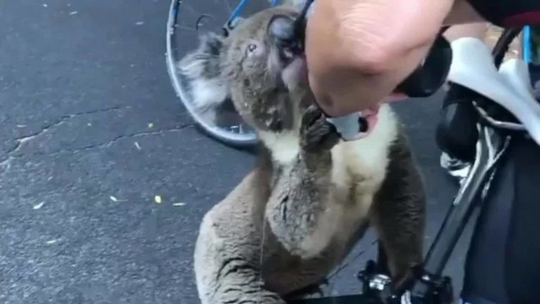 Dramático vídeo: koalas que mueren por incendios en Australia les piden agua a los humanos