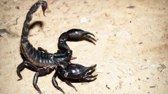 El escorpión pudo ser el primer animal en andar por la Tierra