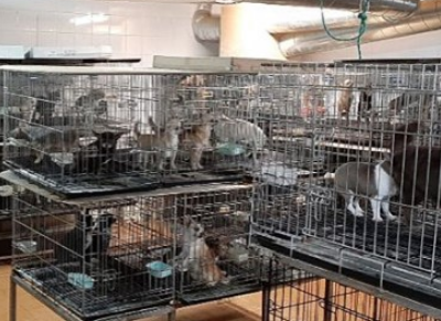 Rescatados 270 chihuahuas en dos criaderos ilegales de Arganda y Meco donde se mutilaban a los perros