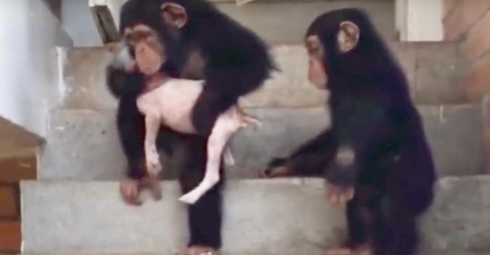 La perrita enferma recuperó su salud gracias a la ayuda de los chimpancés