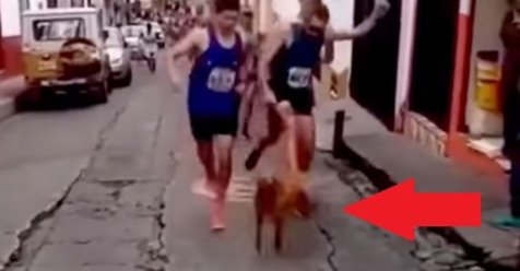 Maratonista patea perro en plena carrera y pierde su principal patrocinante