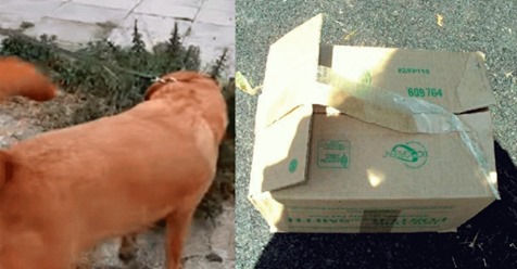 Perro lleva al dueño a la caja de cartón para salvar a los gatitos que han sido abandonados