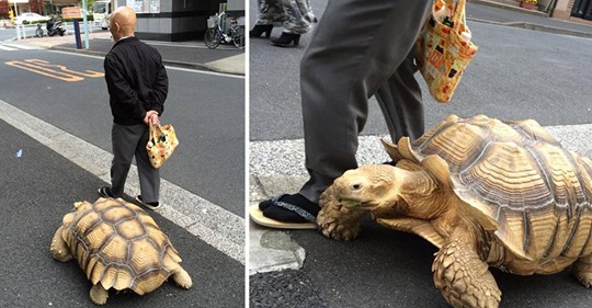 El dueño más paciente del mundo pasea a su tortuga gigante por las calles de Tokio