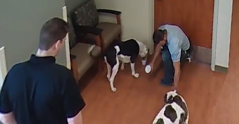 El personal sanitario no daba crédito al ver a estos dos perritos entrar al hospital