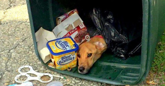 Mujer bárbara tira a su perro en el cubo de la basura para que poder mudarse con su novio