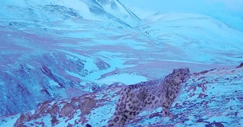 Captan en cámara a una “pantera rosa” en las montañas de Siberia