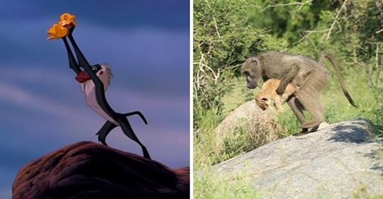 Babuino se robó a un león cachorro y recreó la mítica escena de ‘El Rey León’