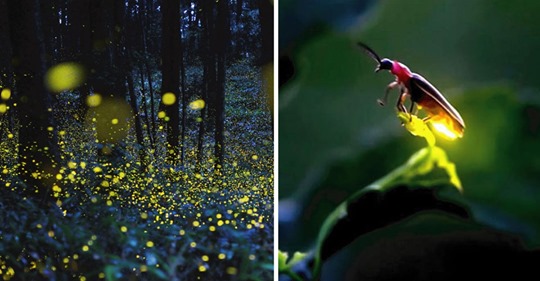 Adiós a los bellos campos de luciérnagas: están en peligro de extinción