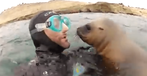 Unos buzos se encontraron con unas focas en el agua, no te pierdas la amorosa reacción del animal
