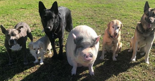 ‘Chowder’: el cerdo que fue criado con cinco perros y hoy se cree uno de ellos