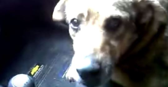 Un perro le explica a su dueña dónde estuvo perdido los últimos días