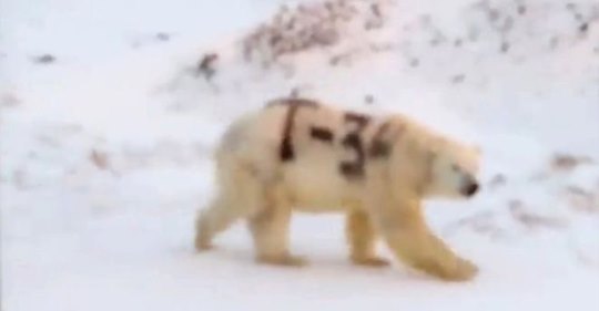 Osos polares, víctimas del calentamiento global y de la maldad humana