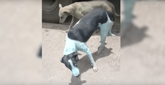 En la India se empiezan a ver perros teñidos de azul por un motivo inquietante