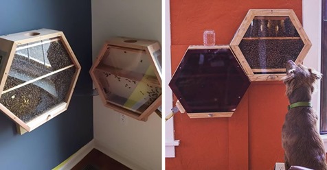 Una empresa está triunfando en todo el mundo con su novedoso sistema para tener abejas en el salón de casa