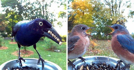 Instala un fotomatón para pájaros en su jardín y el resultado es genial