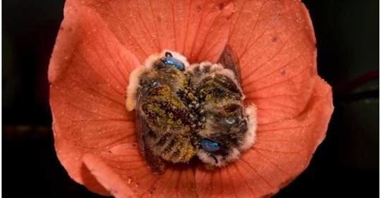 ¡Imagen de fantasía! fotógrafo captura a dos abejas durmiendo abrazadas dentro de una flor