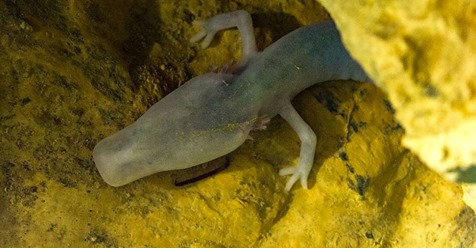 Científicos hacen seguimiento a una salamandra y descubren que no se ha movido en 7 años