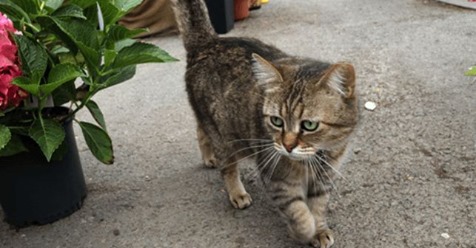 Se llama Romeo ¡El primer gato con marcapasos en Colombia!