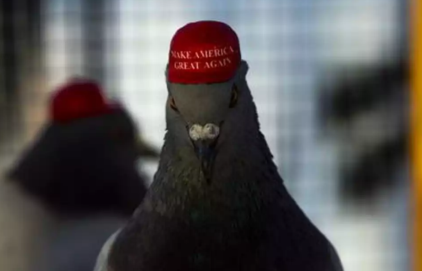 Impactantes imágenes virales: Aparecen palomas con gorras y pelucas de Donald Trump en Las Vegas