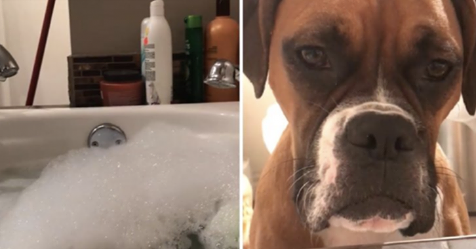 Cuatro perros entrometidos de una mujer la espían mientras intenta darse un baño