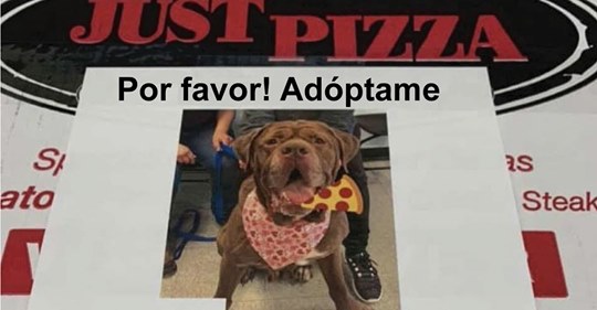 Una pizzería ayuda a perritos en adopción colocando sus fotos en las cajas