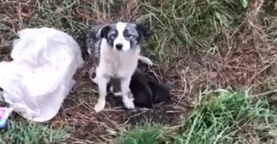 Una mujer rescata a una perra que fue abandonada con sus cachorros