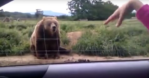 Pasan junto a un oso y le saludan, su respuesta te va a dejar de piedra