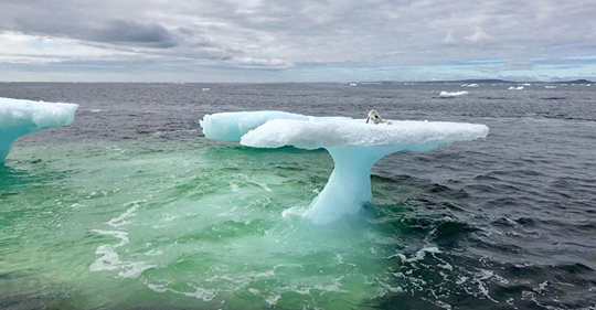 Pescadores creyeron ver una foca sobre un iceberg, hasta que vieron de cerca.