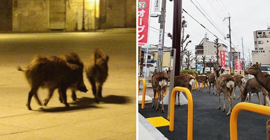 Animales recuperan sus espacios en la ciudad mientras estamos en cuarentena