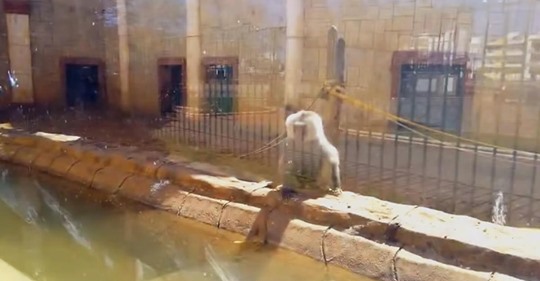 Los activistas están indignados por las fotos que muestran a animales abandonados durante meses en este zoo español ya cerrado