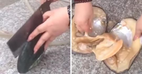 Afortunada mujer encuentra docenas de perlas después de abrir una almeja gigante