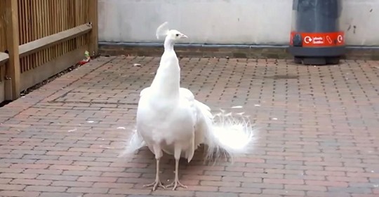 Extraño pavo real blanco se ve ordinario hasta que extiende las plumas de su cola