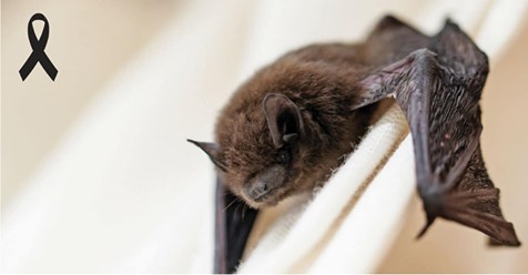 Queman murciélagos en Perú por temor a coronavirus