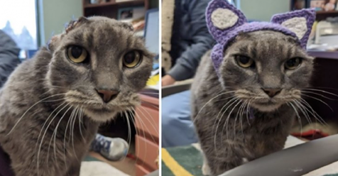 Gato abandonado sin orejas encuentra hogar permanente luego de recibir orejas tejidas al crochet