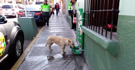 Estaciones  especiales que instaló la policía están salvando perros de la calle y el internet lo aplaude