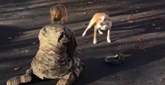 El perro se reúne con su madre soldado y la escena es pura felicidad