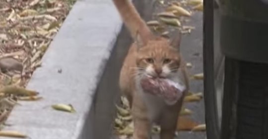 Gata callejera lleva comida en una bolsa para alimentar a su gatito