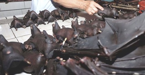 En China continua la venta de carne de murciélago ¡Aún después de la pandemia!