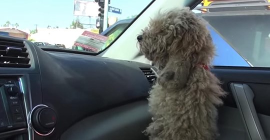 Un hombre abandona a una poodle en su coche, ahora mantén tus ojos en el pelaje del perro