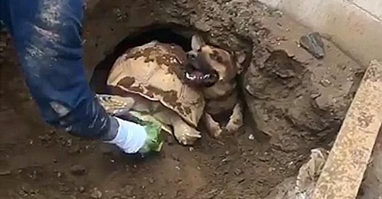 Los bomberos rescataron a la perra, pero descubrieron a una tortuga de 36 kilos a su lado