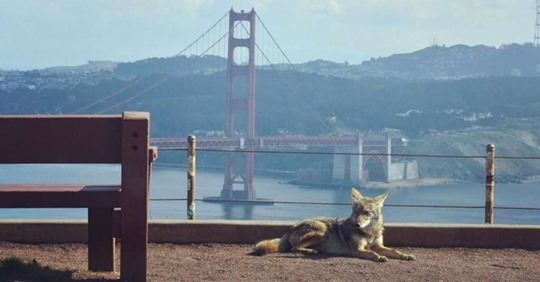 Coyotes deambulan tranquilamente por las calles de San Francisco