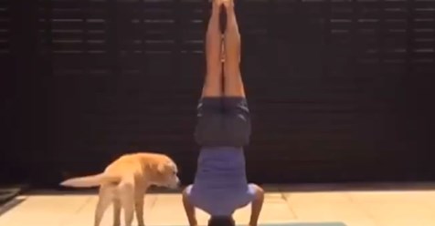 Lo último para relajarte es el Doga, yoga con tu mascota