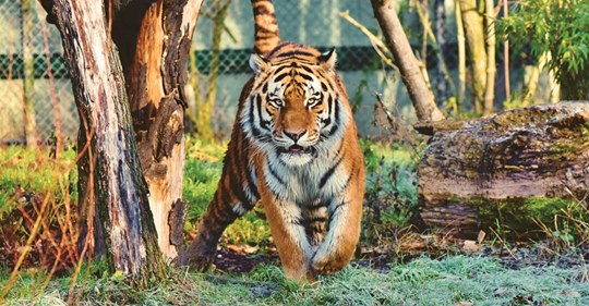 Tigre en zoológico de Nueva York da positivo en COVID 19