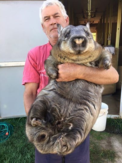Ruby, la wombat que se ha convertido en embajadora de su especie para