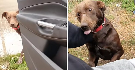 Un perro callejero pasó casi toda su vida esperando que algún conductor lo recogiera, hasta que sucedió un milagro