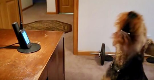 Adorable perro llama a su madre mientras está en el trabajo porque la echa de menos